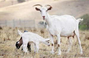 Молоко козы и его польза для человека