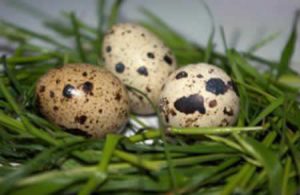 Вредные свойства перепелиных яиц