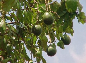 Чем полезен авокадо?