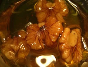 Чем полезен мед с грецкими орехами?