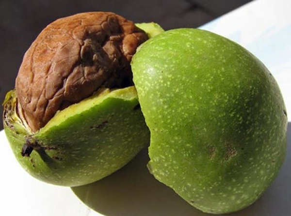 Чем полезны зеленые грецкие орехи
